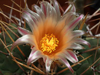 Thelocactus rinconensis subsp. phymatothele